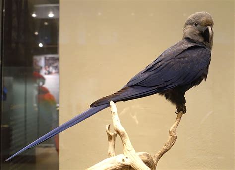spixs macaw wikipedia