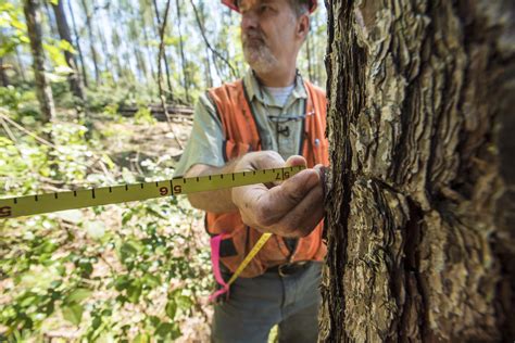 silviculture  forest service research  development