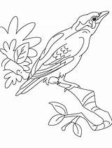 Coloring Myna Bird Pages Beautiful Kids Birds Bestcoloringpages Template Designlooter Drawings sketch template