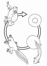 Rana Colorear Grenouille Frog Cyclus Malvorlage Kleurplaat Kikker Livscykel Educol Educima Disegno Skolbilder sketch template
