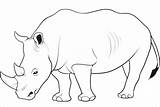 Rhino Badak Rhinoceros Mewarnai Belajar Binatang Sketsa Coloringbay Tk Designlooter Rhinos Imagixs sketch template