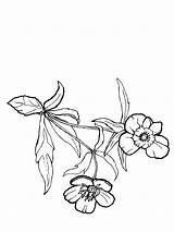 Pages Coloring Buttercup Flower sketch template