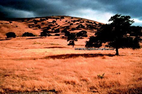 yearly summer drought  annual grasses   scientific diagram