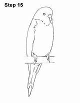 Budgie Draw Parakeet Blue Bird Drawings Drawing Budgies Step Budgerigar Line Easy Color Sketch Simple Coloring Cute Learn Sketches Silhouettes sketch template