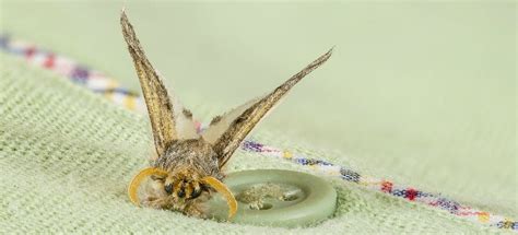 how to get rid of a moth infestation fantastic pest control