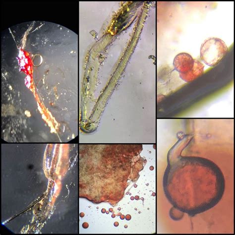 skin parasites worms demodex face tentacles moxidectin at parasites support forum alt med