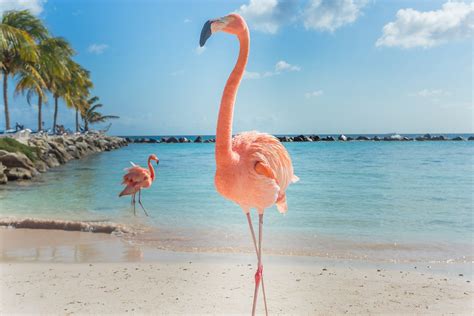 flamingo beach photoserg shutterstock reisen exclusiv