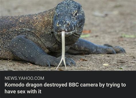 Komodo Dragon Destroyed Bbc Camera By Trying To Have Sex