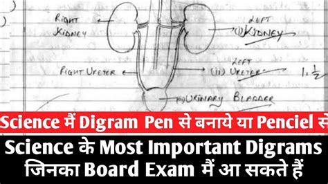 class  science  important diagrams  board exam youtube