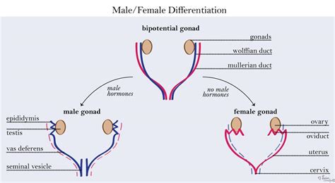 genital embryology embryology medbullets step 1