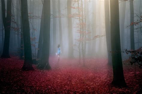 nature landscape forest mist sun rays red leaves