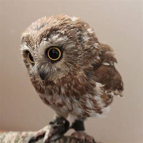 owl style
