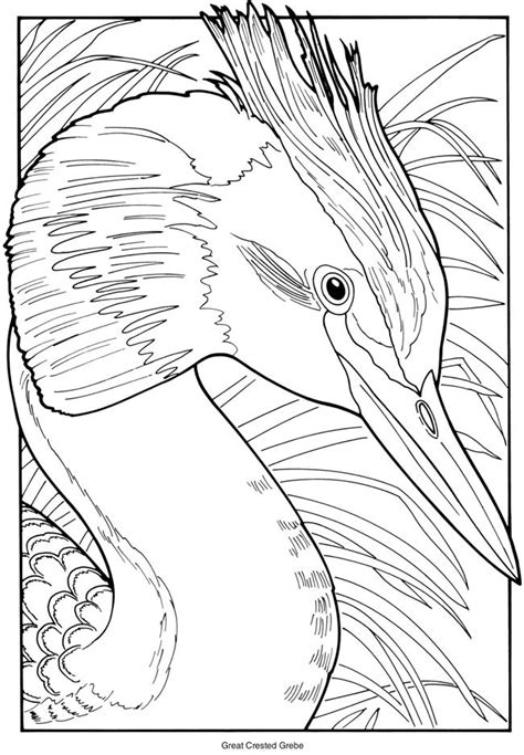 dover publications dover coloring pages bird coloring pages