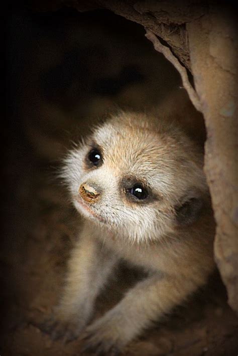 whats cuter   meerkat  baby meerkat   muddy nose baby meerkat cute baby animals