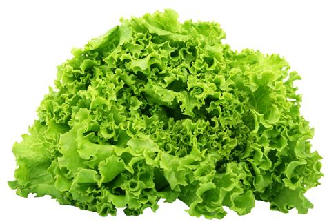 leaf lettuce farmizen