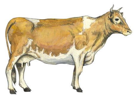 stock illustration dairy cattle bos taurus
