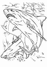 Kleurplaat Jaws Haai Shark Haaien Topkleurplaat sketch template