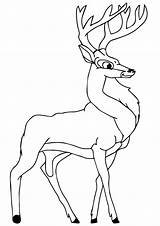 Reh Hirsch Coloring Coloring4free Deer Ausmalbild 1077 Malvorlagen sketch template