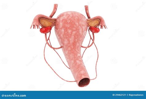 apparato genitale femminile illustrazione  stock immagine