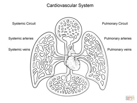 cardiovascular system coloring page  printable coloring page