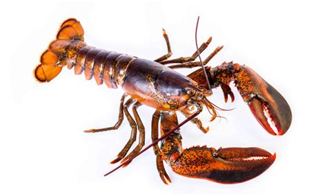 cold water  warm water lobsters whats  difference   animals