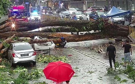 I Think Generally Malaysians Dont Like Trees