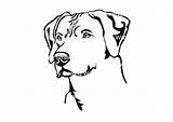 Rhodesian Ridgeback Dog sketch template