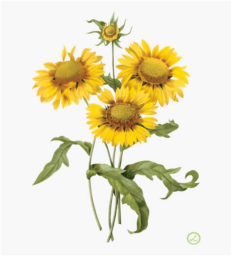 sunflower botanical illustration 🔥sunflower watercolor botanical