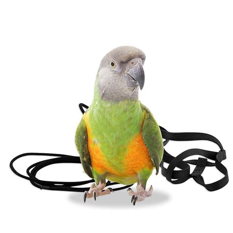 aviator harness  leash xsmall parrot supplies  parrot shop