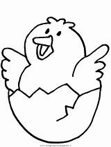 Ayam Sketsa Dibujos Pollito Poussin Chick Oeuf Gambar Oisillons Pulcino Pintinho Ovo Galinhas Galos Uccelli Menetas Coloriages Anak Bahagia Kecil sketch template