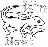 Newt Amphibian Designlooter sketch template