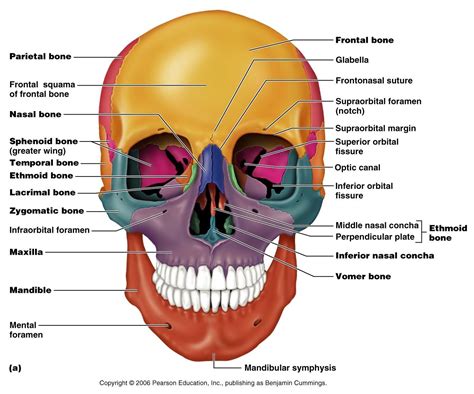 axial skull anatomy