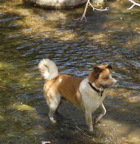 dog trot dog trotting    water arthur wang flickr