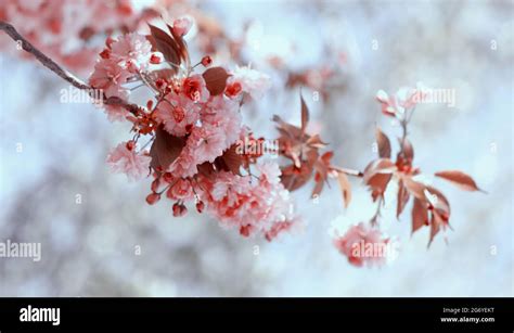 japanische kirsche kanzan prunus serrulata ein zweig