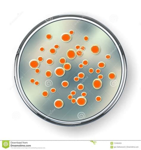 petri dish  bacteria colonies isolated  white stock