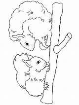 Squirrels Coloring Pages Colouring Squirrel Colour Print Coloringpage Ca Coloringkids sketch template