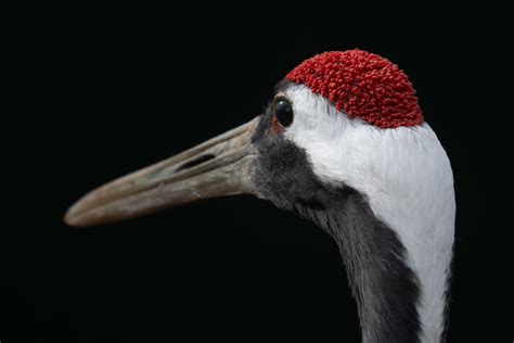 red crowned crane sean crane photography