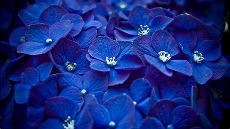 blue flowers flowers photo  fanpop