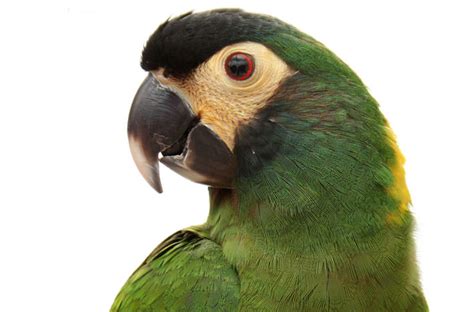 common bird beak health problems pet central  chewy