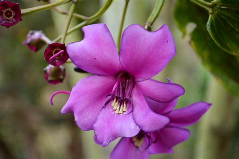 Meriania Nobilis Triana Plants Of The World Online Kew Science