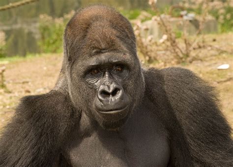 silverback gorilla wildlife shots