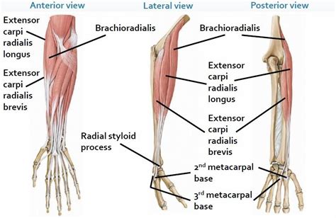 brachioradialis origin insertion nerve supply action   relief
