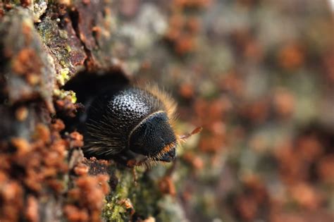 small pests big problems  global spread  bark beetles yale