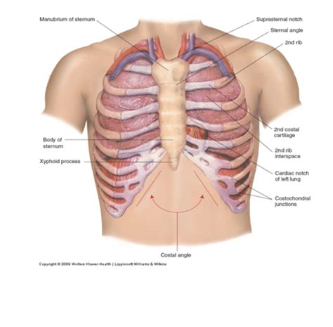 Thorax Lungs Breast Flashcards Quizlet