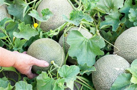 como cultivar melones en tu jardin trucos de jardineria