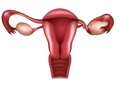 ovarian torsion pacific fertility center  los angeles