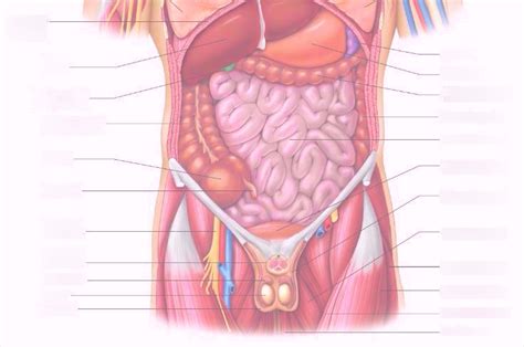 male anatomy abdomen