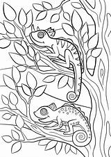 Coloring Camouflage Pages Animals Wild Printable Chameleons Cute Little Two Drawing Color Chameleon Vector Animal Clipart Pattern Digital Tree Illustration sketch template
