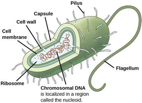 basic structures  prokaryotic cells biology