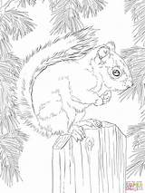 Squirrel Red Coloring Pages Printable American Adult Animal Supercoloring Colouring Drawing Squirrels Patterns Sheets Fall Book Drawings Puzzle Visit Choose sketch template